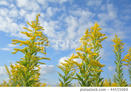 Seita Kawadachi Sow and Autumn sky Seita Kawadachi Sow and Autumn sky 44555069