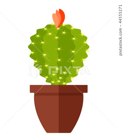 Room, green cactus in flower pot isolated Room, green cactus in flower pot isolated 44555271