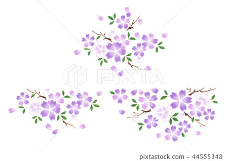 櫻花,Murasaki 櫻花,Murasaki 44555348