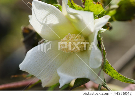 Cotton Flower Cotton Flower Cotton Flower Cotton Flower 44556042