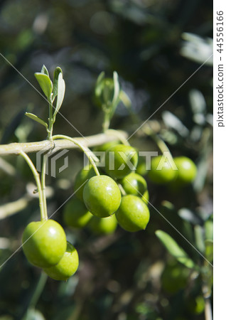 橄欖果 橄欖果 44556166