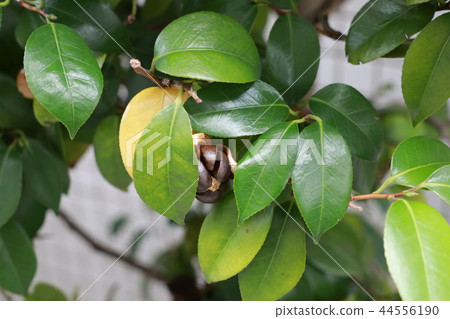 Camellia Camellia 44556190