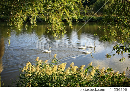 Lake, Landscape, Swan, Beauty, Swan Lake 44556296