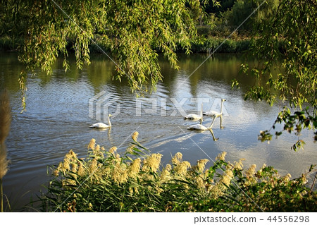 Lake, Landscape, Swan, Beauty, Swan Lake 44556298