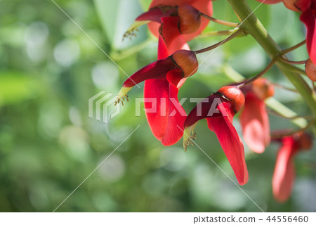 美國Deigo 44556460