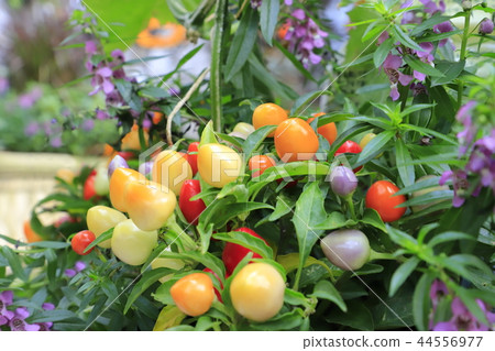 Colorful five-colored pepper 44556977