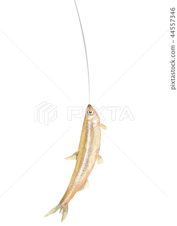 Catched fish Wakasagi Smelt Fish Fish Watercolor Material Catched fish Wakasagi Smelt Fish Fish Watercolor Material 44557346