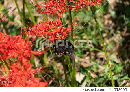 Higanki flowers and crows swallowtail Higanki flowers and crows swallowtail 44558005