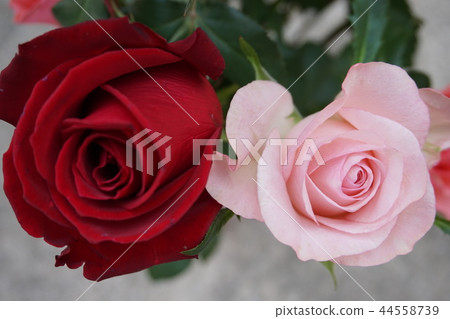 開幕慶典花 44558739