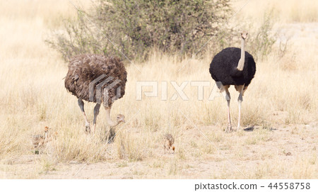 Ostrich family walking in the Kalahari 44558758