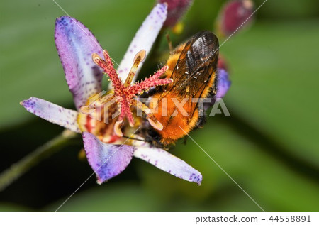 Tiger bumblebee that has come to Taiwan Hottogis Tiger bumblebee that has come to Taiwan Hottogis 44558891