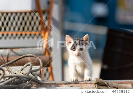 Cat Tashirojima of material storage Cat Tashirojima of material storage 44559112