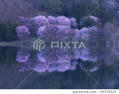 Cherry blossoms at Lake Nakanishi (Nagano Prefecture) 44559324