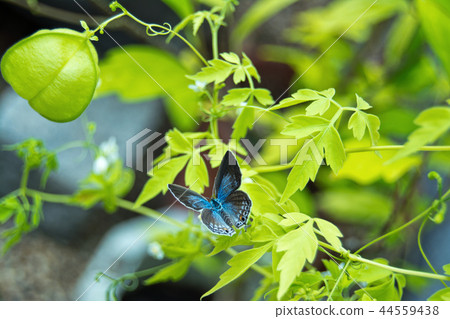 綠雉和燕尾 綠雉和燕尾 44559438