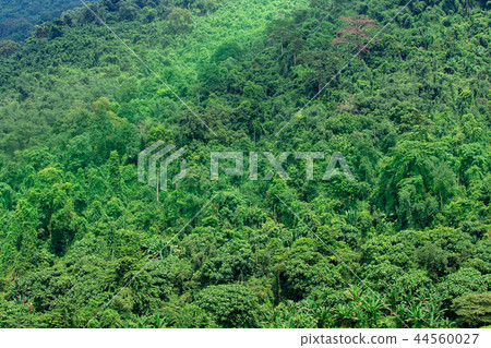 Redwood Forest, Forest, Redwood Tree, Tree, Fog 44560027