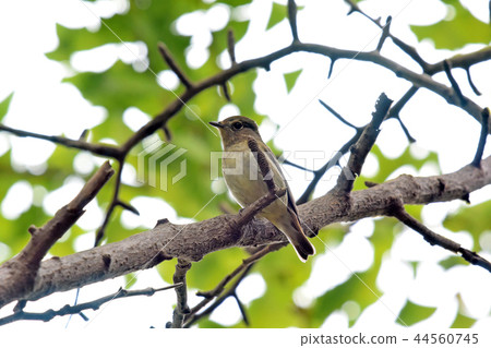 公園的Kosamebitaki 44560745