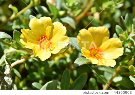 Porchula(花滑hui) Porchula(花滑hui) 44560908