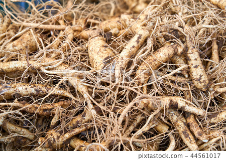 Ginseng, ginseng 44561017