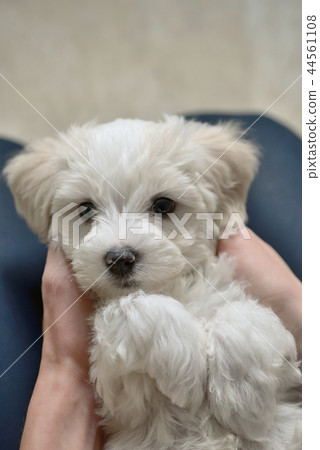 Teen boy play with white puppy dog 44561108