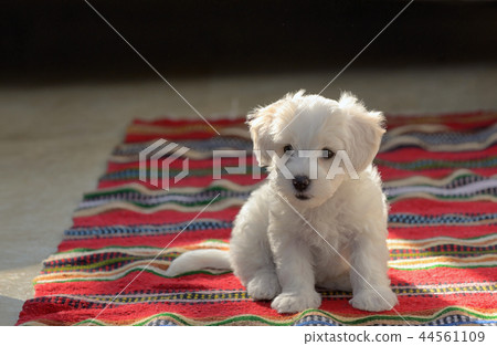 White puppy maltese dog sitting on carpet 44561109