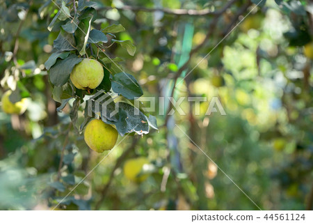 Quicens on local tree in garden 44561124