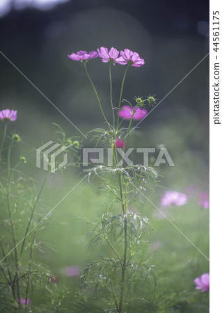 花 44561175