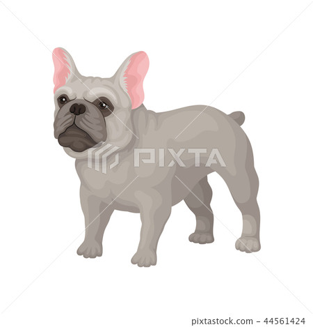 French bulldog standing in rack. Small breed of domestic dog with smooth gray coat, big ears and 44561424
