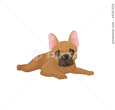 Flat vector icon of lying french bulldog. Puppy with cute muzzle. Domestic dog with smooth brown 44561426