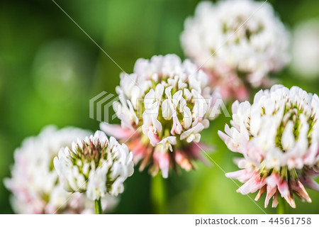 白三葉草花 照片素材 圖片 圖庫