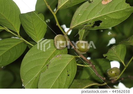 Nature plant Ryukyuuki, juvenile fruit. About 3 cm in size, yellowish ripe but toxic 44562038