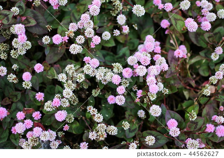 Red and white flowers of Himetursoba 44562627