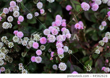 Red and white flowers of Himetursoba Red and white flowers of Himetursoba 44562628