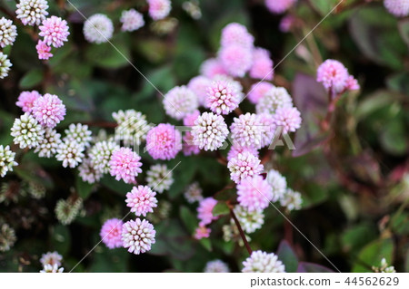 Himetursoba紅色和白色花 Himetursoba紅色和白色花 44562629
