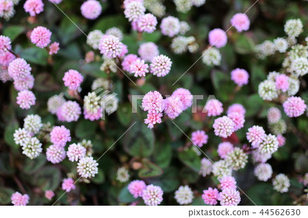 Himetursoba紅色和白色花 Himetursoba紅色和白色花 44562630