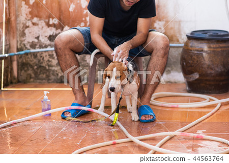 Man and cute puppy beagle taking a shower Man and cute puppy beagle taking a shower 44563764
