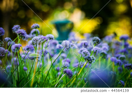 遇見秋天的花朵 遇見秋天的花朵 44564139