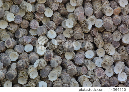 Oyster shell wall (background material) Oyster shell wall (background material) 44564330