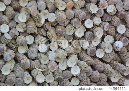 Oyster shell wall (background material) Oyster shell wall (background material) 44564331