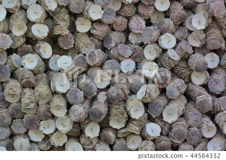 Oyster shell wall (background material) Oyster shell wall (background material) 44564332
