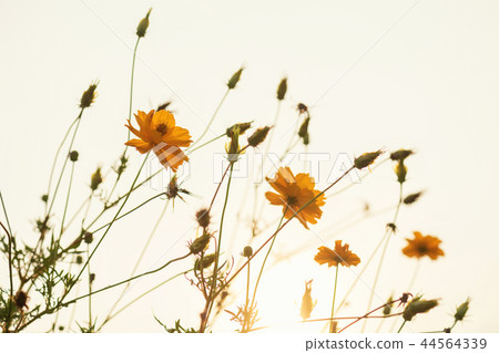 yellow cosmos flower blooming at sunrise 44564339
