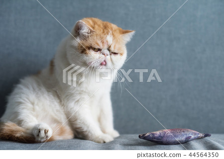 Funny cute Exotic shorthair cat on sofa Funny cute Exotic shorthair cat on sofa 44564350