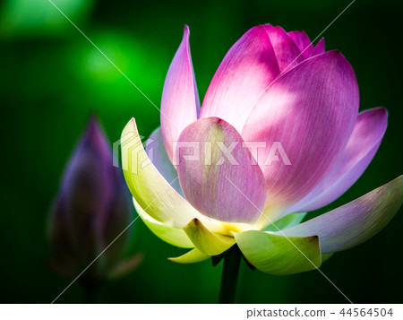 蓮花的誘惑 蓮花的誘惑 44564504