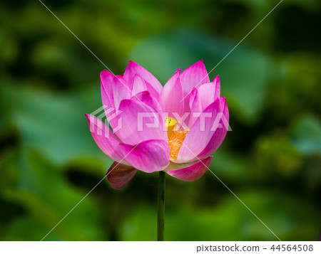 一朵整潔的蓮花 一朵整潔的蓮花 44564508