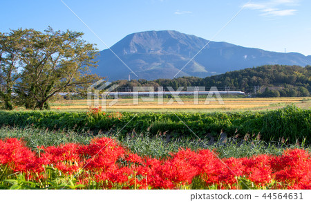 Ibuki and Shinkansen 44564631