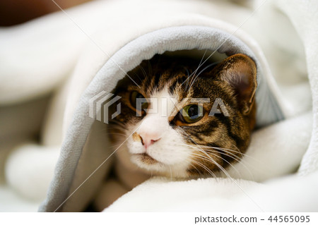 Cat in the blanket 44565095