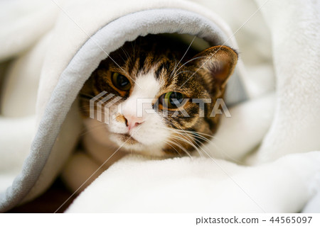 Cat in the blanket Cat in the blanket 44565097