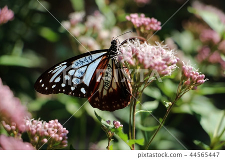 吃著的Asagi Madara 吃著的Asagi Madara 44565447