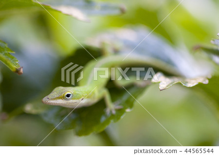 Green anol of alien species 44565544
