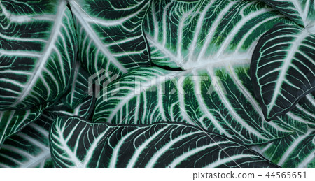 A closeup of green leaves with white stripes A closeup of green leaves with white stripes 44565651