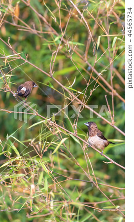 Bird (Scaly-breasted Munia) in a nature wild Bird (Scaly-breasted Munia) in a nature wild 44565734